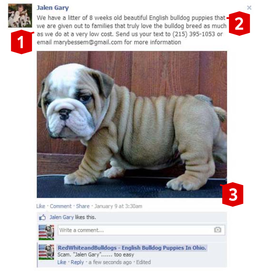 How to Spot a Puppy Scam Online
